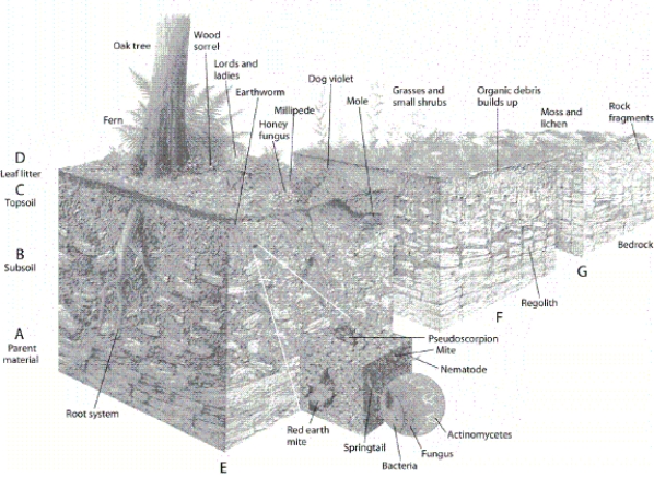   -Which letter in the diagram indicates the type of soil that supports grasses and small shrubs?