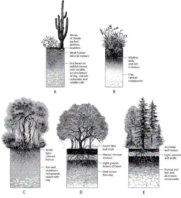   -Which letter in the diagram indicates precipitation that can cause soil erosion?