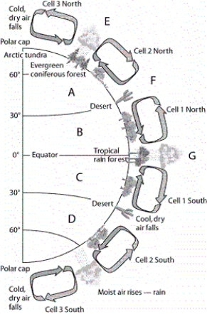  -Which letter in the diagram corresponds to tropical deciduous forest and grasslands?
