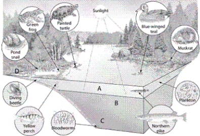   -Which letter in the diagram corresponds to the zone of open water where photosynthesis can occur?
