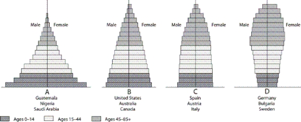   -Which letter in the diagram corresponds to the population age structure with similar numbers of males and females in prereproductive and reproductive categories?