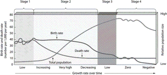   -According to the diagram, at which stage do death rates decrease but birth rates remain high?