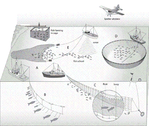   -Which letter in the diagram corresponds to the method that uses a net and is the mostdangerous for sea turtles?
