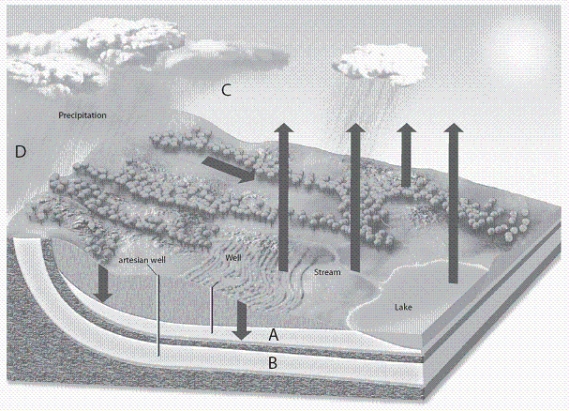   -Which letter in the diagram corresponds to the graph that represents the total amount of freshwater in the world?
