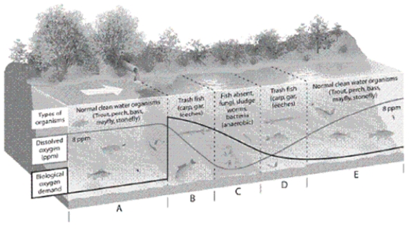   -Which letter in the diagram corresponds to the zone in which the water has recovered from oxygen-demanding wastes and heat?