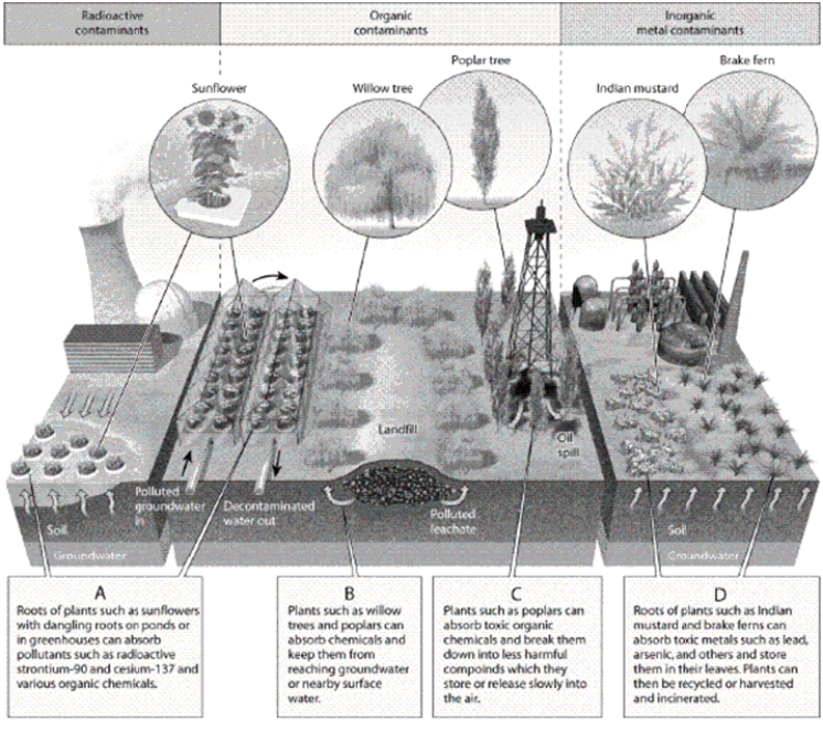   -Which letter in the diagram corresponds to phytoextraction?