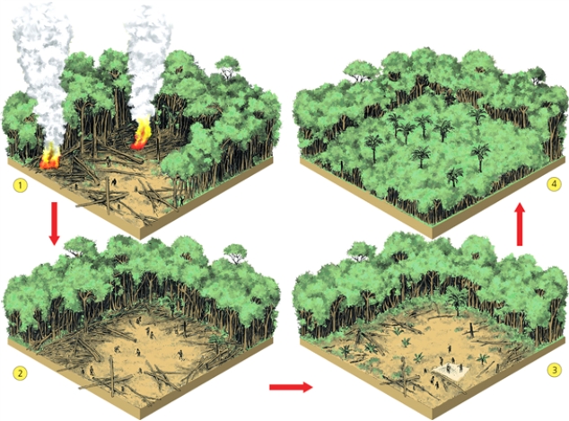 CROPS    -Which is the step after which the soil's nutrients are depleted?