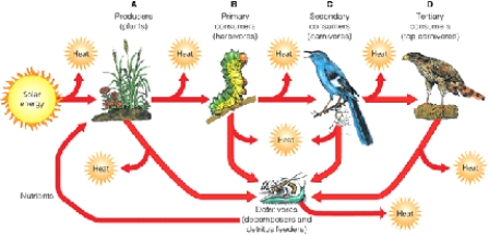 HEAT    -Which letter in the above diagram is the level that primarily feeds on producers?