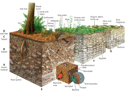 SOIL    -Which letter in the diagram indicates the deepest layer of mature soil?