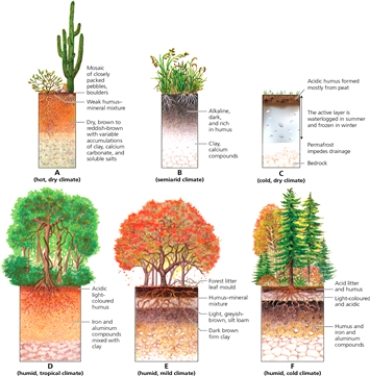 PROFILE    -Which letter in the diagram indicates the profile that is conducive to semiarid climates?