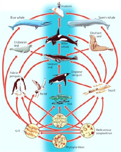 FOOD WEB    -What geographic location is inferred from the image?