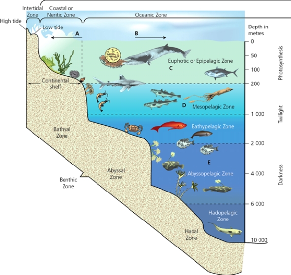 ZONES    -Which letter in the diagram corresponds to the first zone where there isn't enough sunlight penetrating to allow photosynthesis to occur?