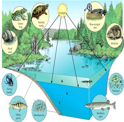 LIGHT    -Which letter in the diagram corresponds to the zone close to shore in which light penetrates all the way to the bottom of the waterbody?