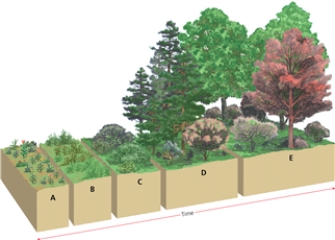 STAGE    -Which letter in the diagram corresponds to the stage in which shrubs grow?