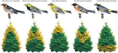WARBLERS    -According to the above diagram,when different species of warblers inhabit the same area,is food competition reduced?