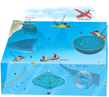 FISHING    -Which letter in the diagram corresponds to a large net pulled behind a boat?