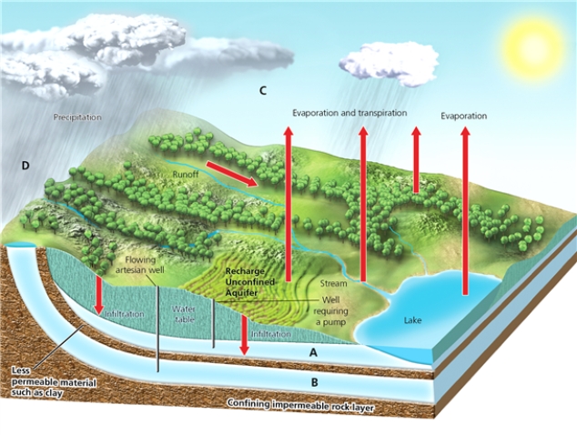 WATER    -Which letter in the diagram corresponds to the graph that represents the total amount of freshwater and saltwater in the world?
