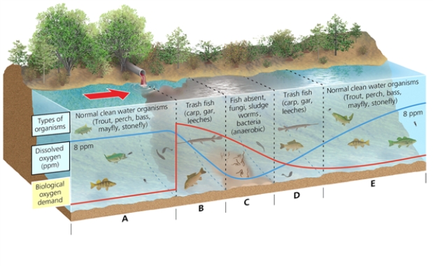 ZONES    -Which letter in the diagram corresponds to the zone in which the breakdown of degradable wastes by bacteria starts to deplete the dissolved oxygen?
