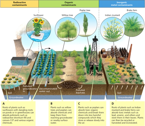 CONTAMINANTS    -Which letter in the diagram corresponds to phytoextraction?
