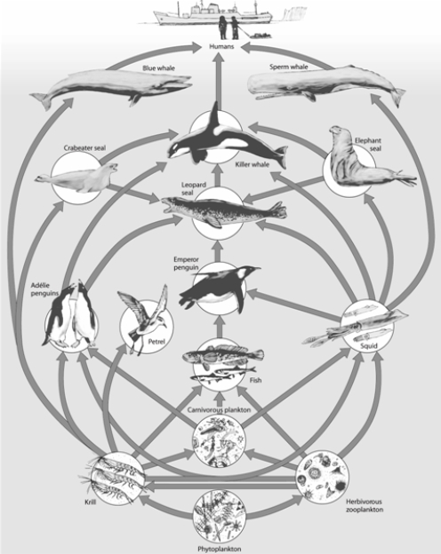   -What trophic level is occupied by the emperor penguin in the above food web? Briefly state the reason for your choice.