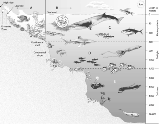  Match the items listed below with the appropriate choice    -On the ocean life zones figure, choose the zone in which most organisms get their food from marine snow.