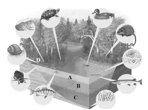   -On the temperate-zone lake figure, choose the zone primarily inhabited by invertebrates, such as decomposers, which can live in the low oxygen.
