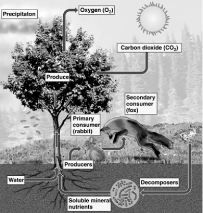   -In the figure of an ecosystem, choose which of the components are categorized as biotic.