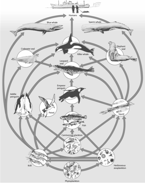   -Which animal consumes energy from the highest number of links in the food web? Name a possible problem that this animal could be subjected to that others in the food web do not risk.