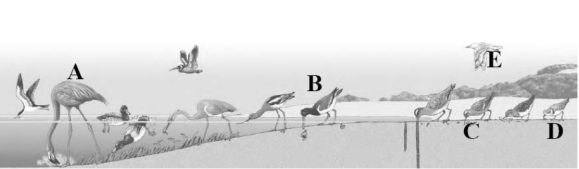   -In what way are the birds labeled A, B, C, and D similar?