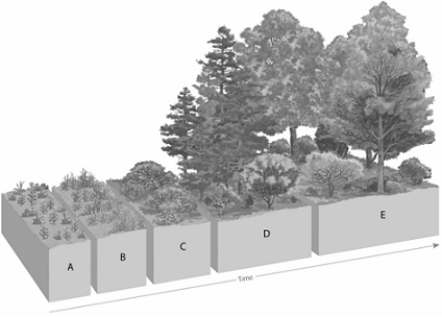 Match the items listed below with the appropriate choice    -On the ecological succession figure, choose the letter that represents the step in which shrubs grow.