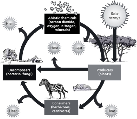   -In the figure above, notice that heat is lost by each component of the ecosystem, and that the sun is shown entering at only one point in the system.Explain how this is representative of the two laws of energy (two laws of thermodynamics).