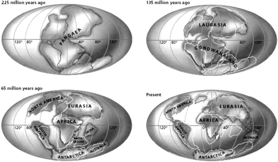  -After looking at the figure above, explain how the movement of the continents can help explain why some species have the geographic distribution that is observed today.