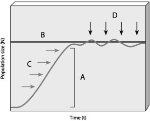    Use the Figure above to answer the following question(s). -Choose the letter that represents when resources are not limiting and a population can grow at its intrinsic rate of increase.