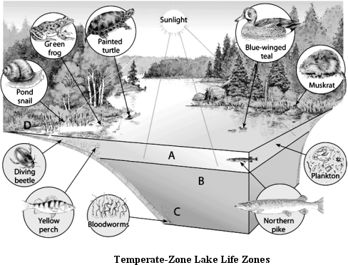     Use the Figure above to answer the following question(s). -Choose the zone close to shore in which light reaches all the way to the bottom.
