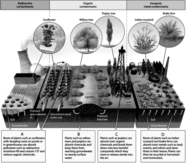    Use the Figure above to answer the following question(s). -Choose the letter that represents rhizofiltration.