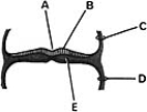   ________ Embryonic ectoderm A) A B) B C) C D) D E) E