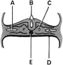   ________ Fusing to form neural tube A) A B) B C) C D) D E) E