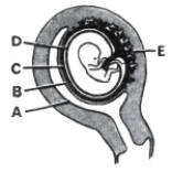   ________ Maternal part of placenta A) A B) B C) C D) D E) E