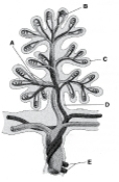   ________ Arteriocapillary venous network A) A B) B C) C D) D E) E