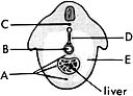   ________ Ventral mesentery of the stomach A) A B) B C) C D) D E) E