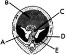   ________ Derived from the foregut A) A B) B C) C D) D E) E