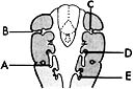  ________ Forms inferior parathyroid gland A) A B) B C) C D) D E) E