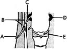   ________ External branchial sinus A) A B) B C) C D) D E) E