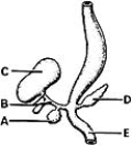   ________ Forms the inferior part of the head of the pancreas A) A B) B C) C D) D E) E