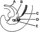   ________ Becomes median umbilical ligament A) A B) B C) C D) D E) E