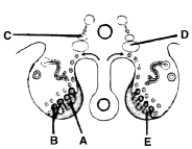   ________ Gives rise to the interstitial cells A) A B) B C) C D) D E) E