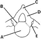   ________ Replaced by a synovial joint A) A B) B C) C D) D E) E