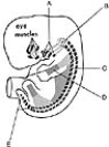   ________ Form the scalene muscles A) A B) B C) C D) D E) E