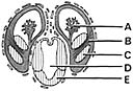   ________ Third ventricle A) A B) B C) C D) D E) E