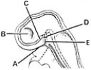 <strong> ________ Roof of primordial mouth cavity</strong> A)A B)B C)C D)D E)E